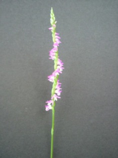 e0096862_0321382.jpg