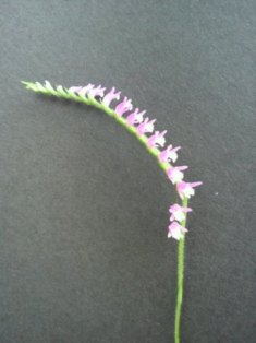e0096862_0324123.jpg