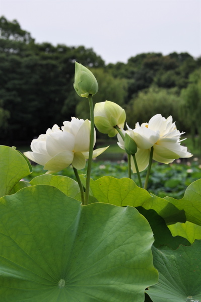 酔妃蓮と象鼻杯（前編）　ー長居植物園。_e0125762_2325177.jpg