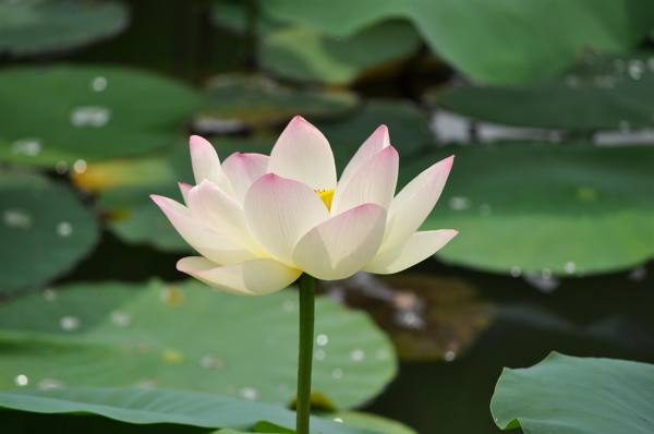 酔妃蓮と象鼻杯（前編）　ー長居植物園。_e0125762_2334342.jpg