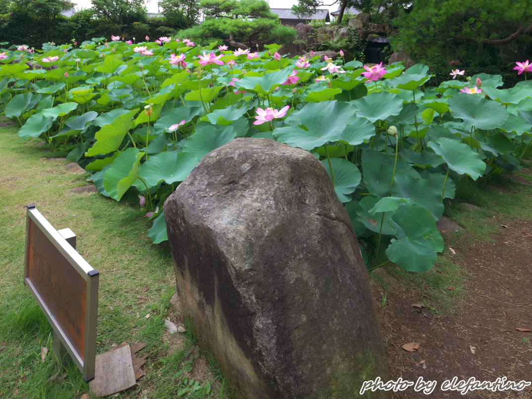 今朝は絶好の蓮撮り日和_b0123663_21231071.jpg