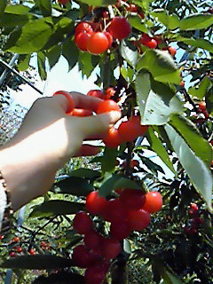 c0112264_231669.jpg