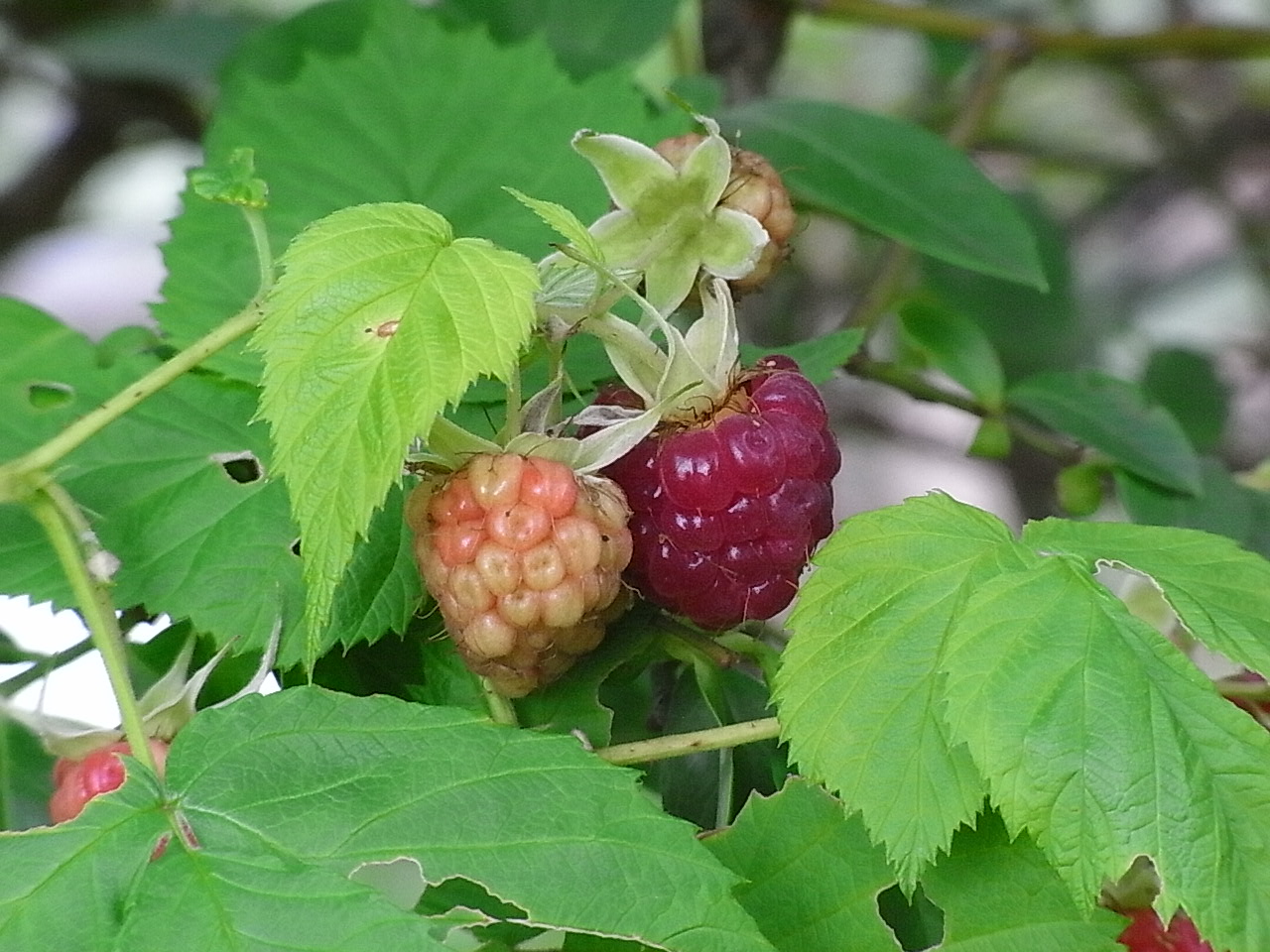 ローガンベリー収穫始まりました Kumi S Very Merry Happy Berries