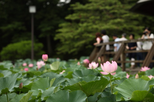 千葉公園、大賀ハス ふたたび_d0110380_23462669.jpg