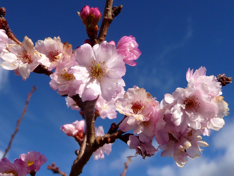 煙突と寒桜再び♪_e0133780_1559455.jpg