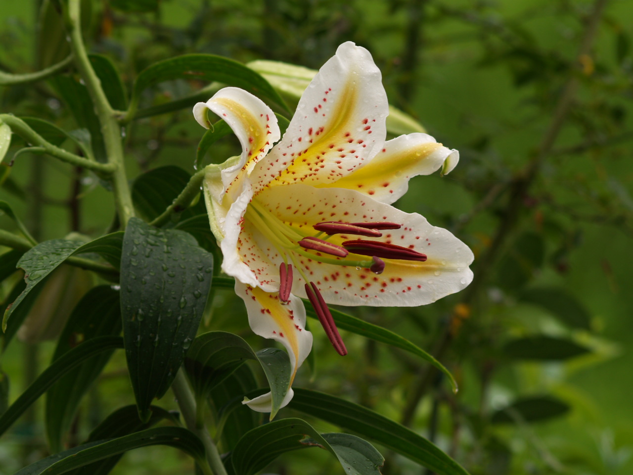 　我が家の花と川鵜_d0160788_2345750.jpg