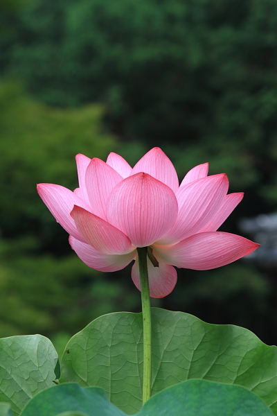 三室戸寺_e0051888_02048.jpg