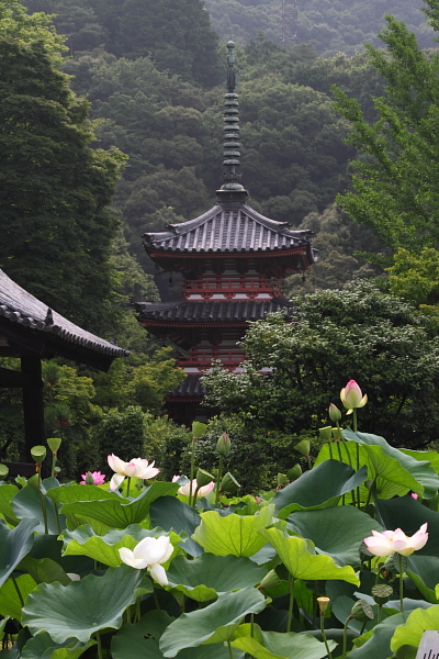 三室戸寺_e0051888_052973.jpg