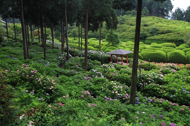 三室戸寺_e0051888_061339.jpg