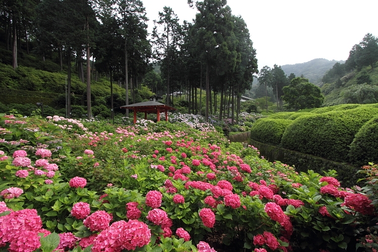 三室戸寺_e0051888_072471.jpg