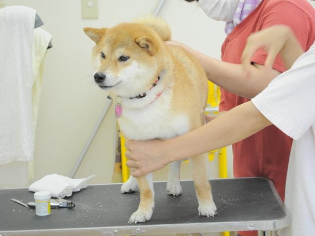 うちのかぼちゃん、お利口なんです!_a0126590_23142562.jpg
