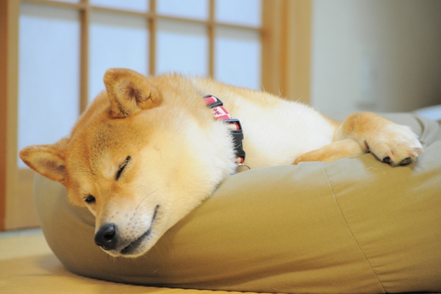 うちのかぼちゃん、お利口なんです!_a0126590_23214059.jpg