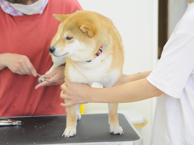 うちのかぼちゃん、お利口なんです!_a0126590_237845.jpg