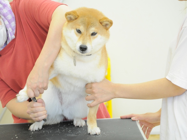うちのかぼちゃん、お利口なんです!_a0126590_2394562.jpg
