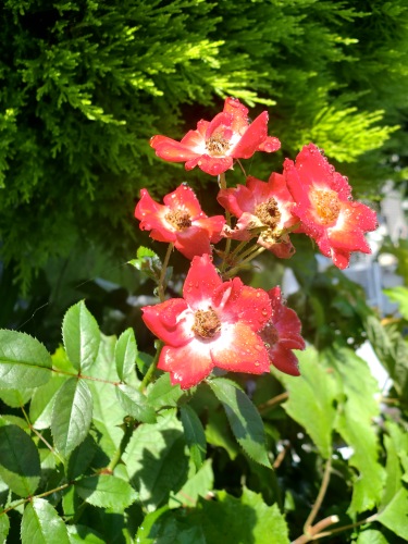 e0137390_844129.jpg