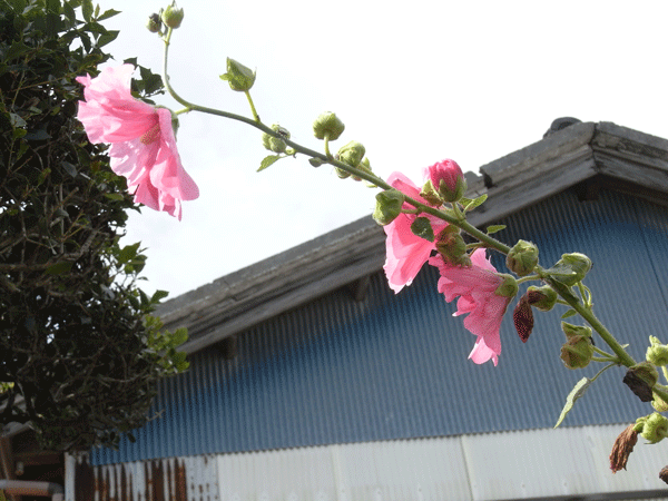 a0110898_23255288.gif