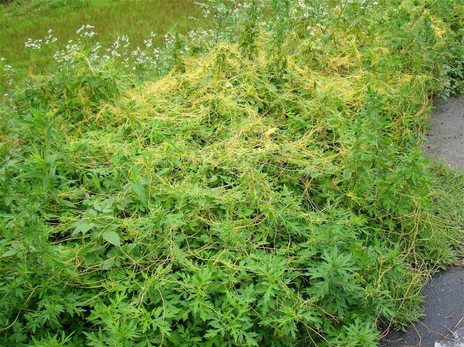 アメリカネナシカズラが花盛り 椿壽菴だより