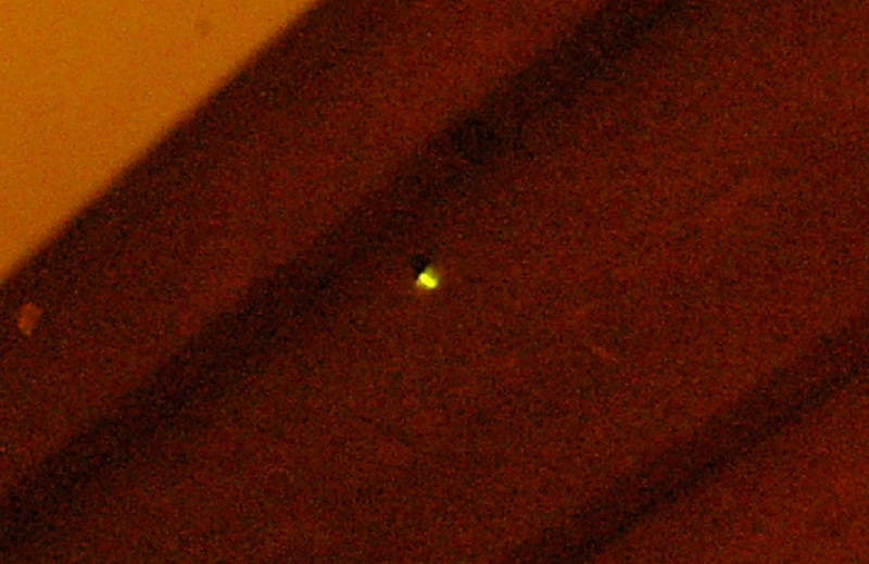 e0136424_88866.jpg