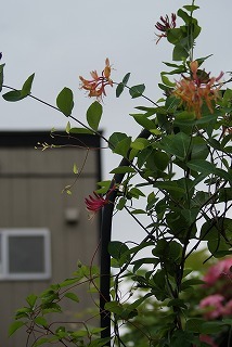 f0170524_11505613.jpg