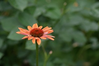 f0170524_1151536.jpg