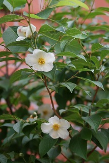 f0170524_11541613.jpg