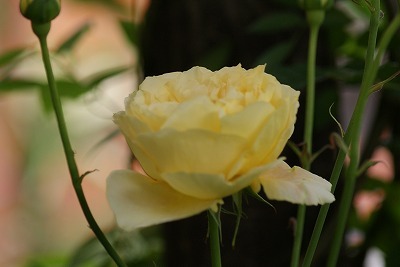 f0170524_11571226.jpg