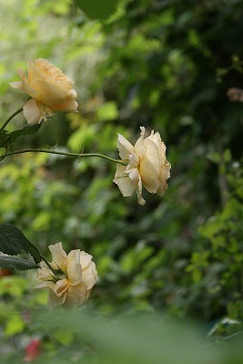 f0170524_11592348.jpg