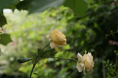 f0170524_11593645.jpg
