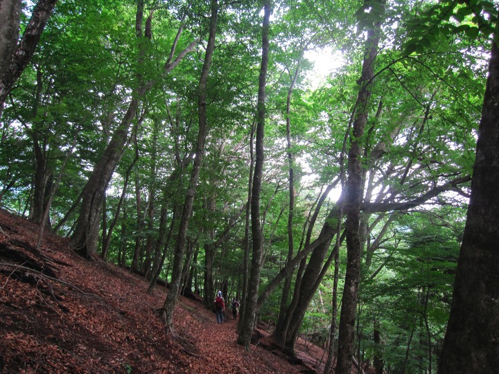 金袋山　1,325m　奥多摩・日原_d0156625_2024272.jpg