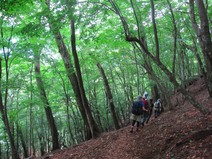 金袋山　1,325m　奥多摩・日原_d0156625_20264032.jpg