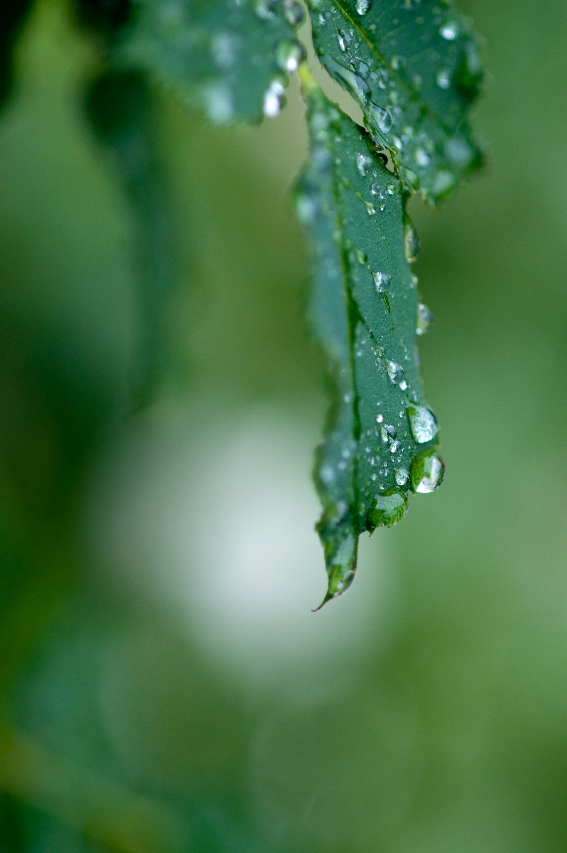 雨の花　雨の葉_f0236843_2145444.jpg