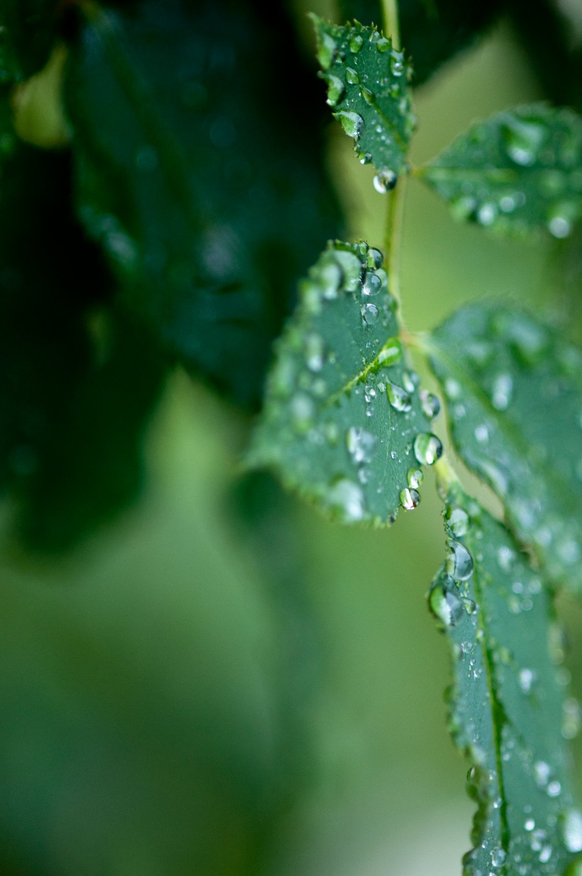 雨の花　雨の葉_f0236843_2145528.jpg