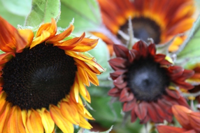 Sunflower_b0148450_130417.jpg