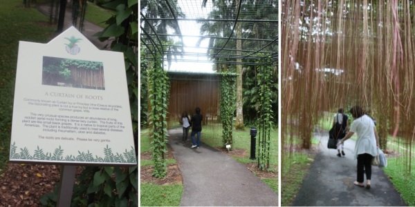 Botanic Gardens <SINGAPORE 見て歩記1>_c0118352_2221329.jpg