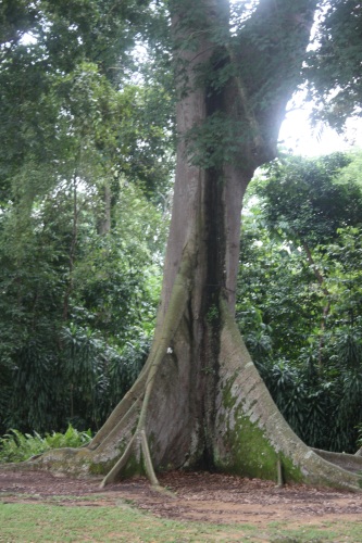 Botanic Gardens <SINGAPORE 見て歩記1>_c0118352_2261637.jpg