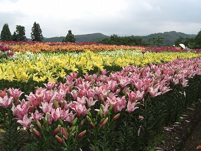 魚沼市堀之内のユリの花_a0084753_945627.jpg
