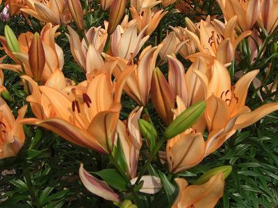 魚沼市堀之内のユリの花_a0084753_951457.jpg