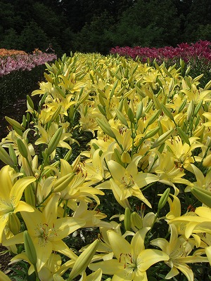 魚沼市堀之内のユリの花_a0084753_954266.jpg