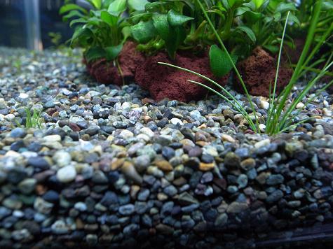 ショートヘアーグラス成長比較 水上葉 切るべきか否か Shape Of My Aquarium