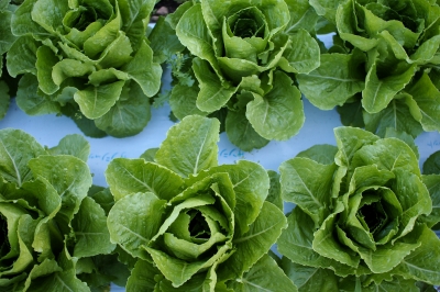 7月3週目の野菜セット不定期便のお知らせ_c0110869_191410100.jpg