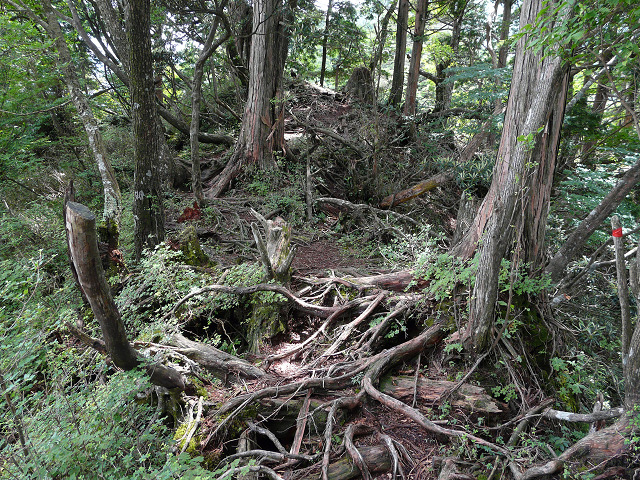 H22.07.10　梅雨の晴れ間に七面山＆アケボノ平_e0050472_1314899.jpg