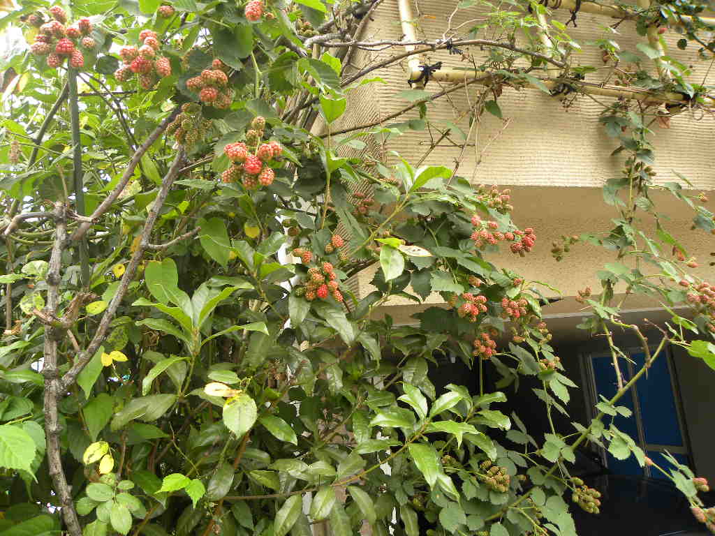 c0162773_305196.jpg