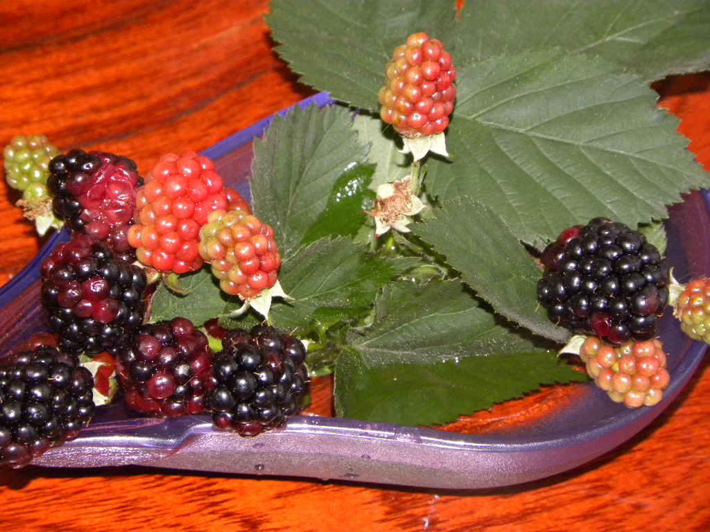 c0162773_34325.jpg