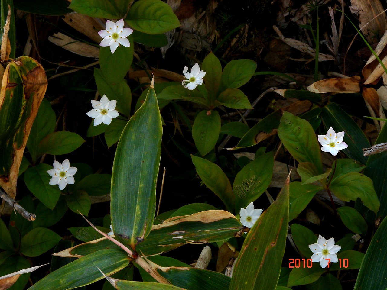 Ｎｏ．0606　白根高原・芳ヶ平の花たち_f0104277_10385853.jpg