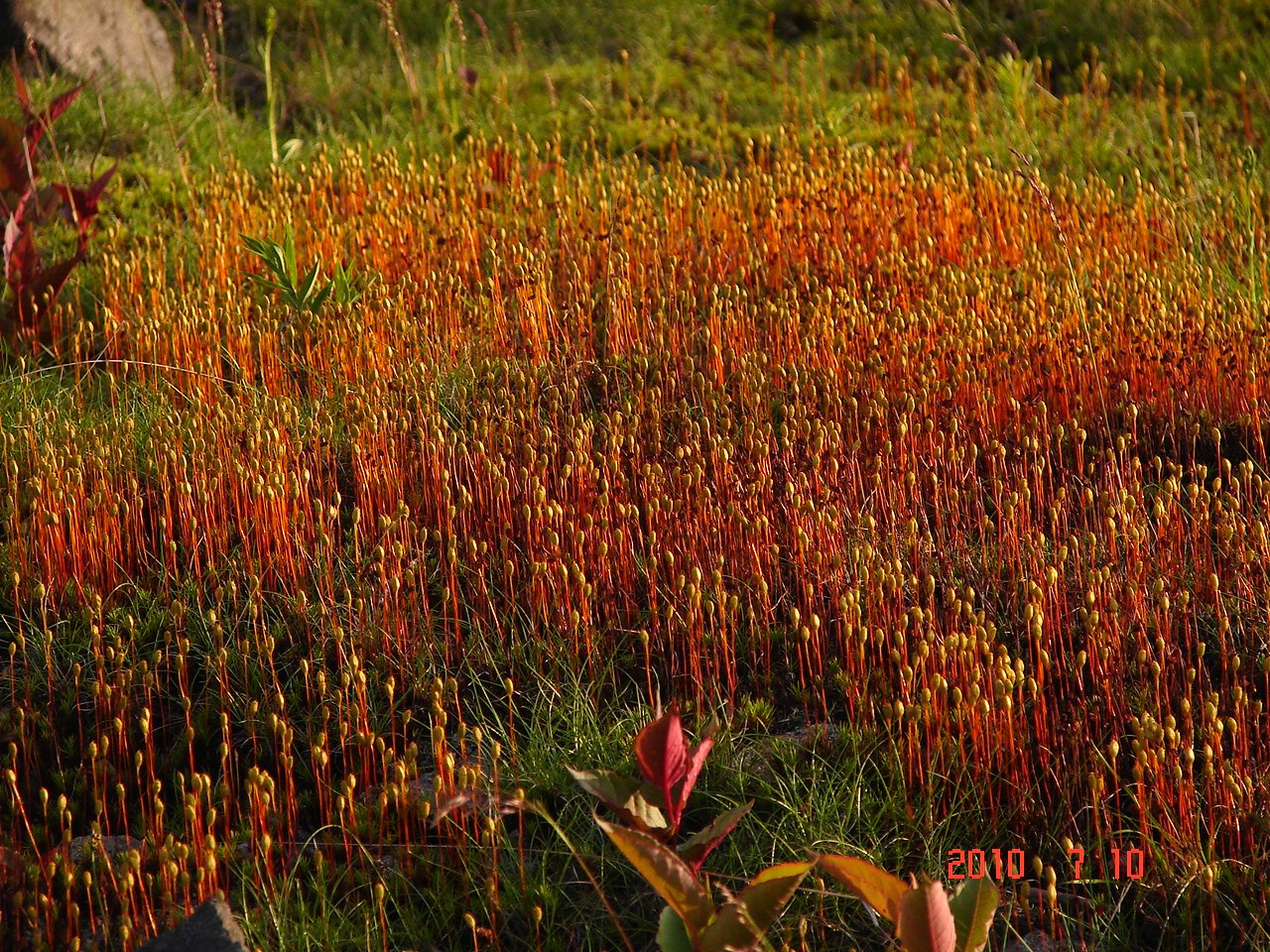 Ｎｏ．0606　白根高原・芳ヶ平の花たち_f0104277_15362573.jpg