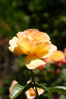 ばら色_a0107981_5351946.jpg