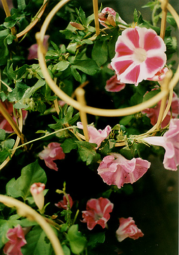 ◆入谷朝顔市撮り比べ　～Canon A-1 ＋Canon FD 50mm F1.8_e0174382_1439402.jpg