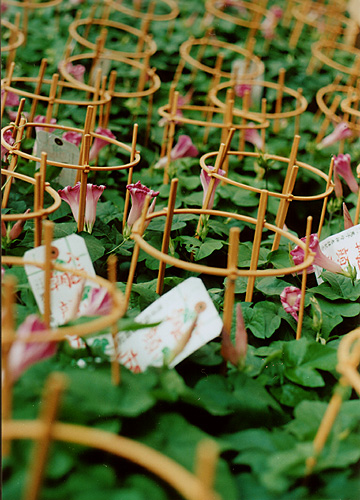 ◆入谷朝顔市撮り比べ　～Canon A-1 ＋Canon FD 50mm F1.8_e0174382_1441268.jpg