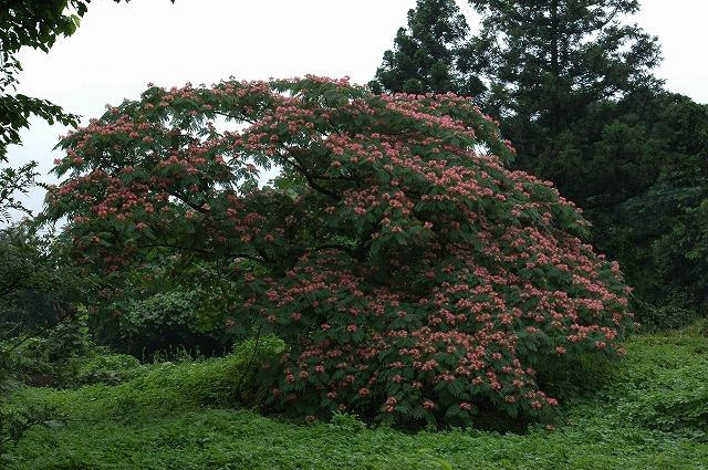 c0212083_2252309.jpg