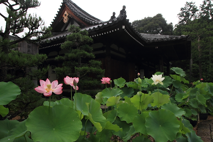 法金剛院_e0051888_23415127.jpg